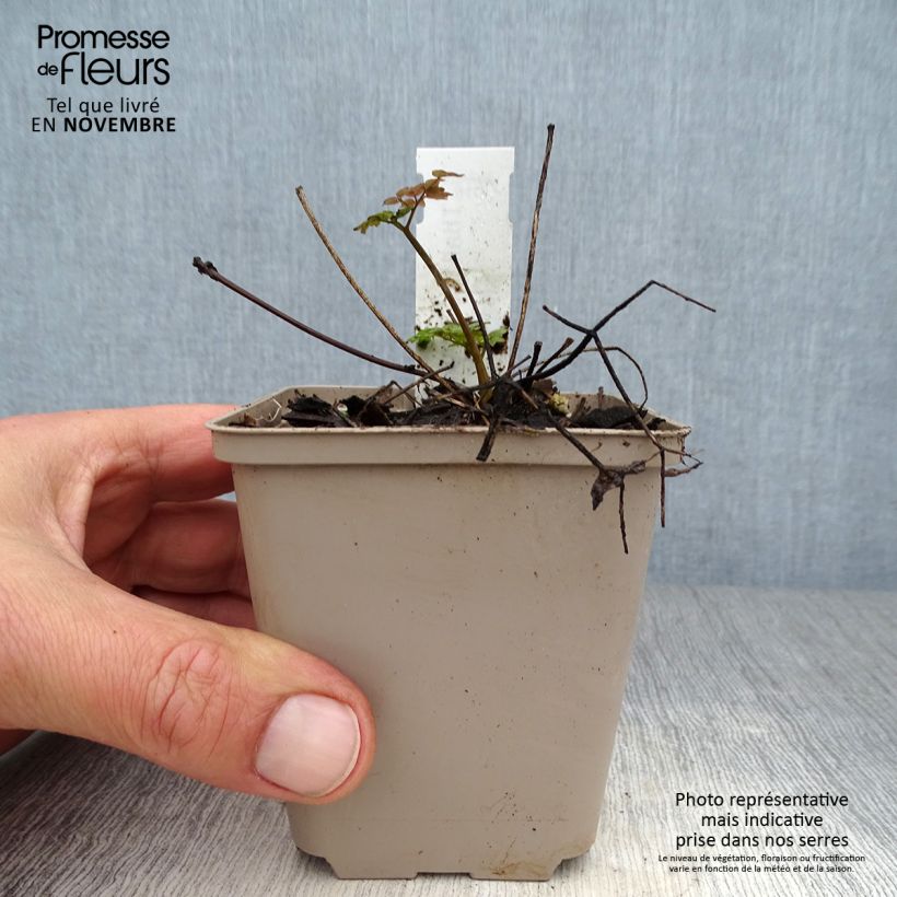 Exemplaar van Thalictrum Anne - Ruit Kweekpotje van 8/9 cm zoals geleverd in de herfst