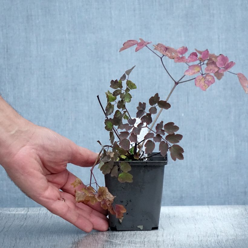Exemplaar van Thalictrum Anne - Ruit Kweekpotje van 8/9 cm zoals geleverd in de zomer