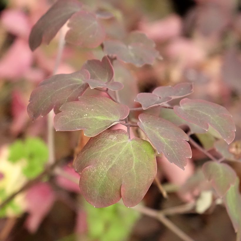 Thalictrum Anne - Ruit (Blad)