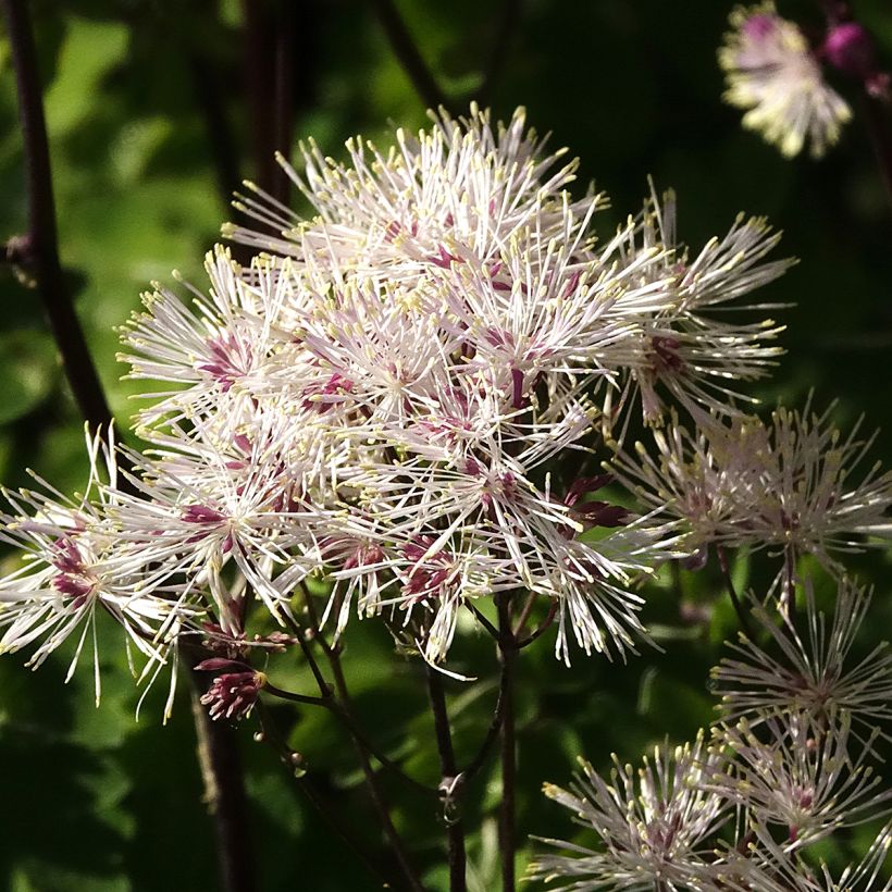 Thalictrum aquilegifolium Album - Akeleiruit (Blad)
