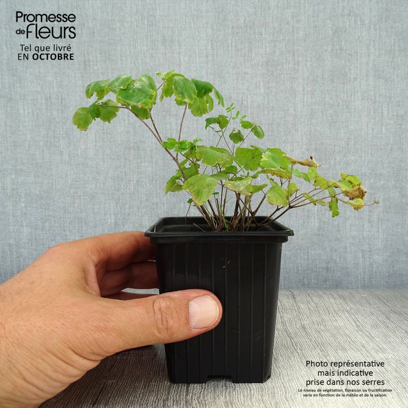 Exemplaar van Thalictrum aquilegifolium - Ruit Kweekpotje van 7/8 cm zoals geleverd in de herfst