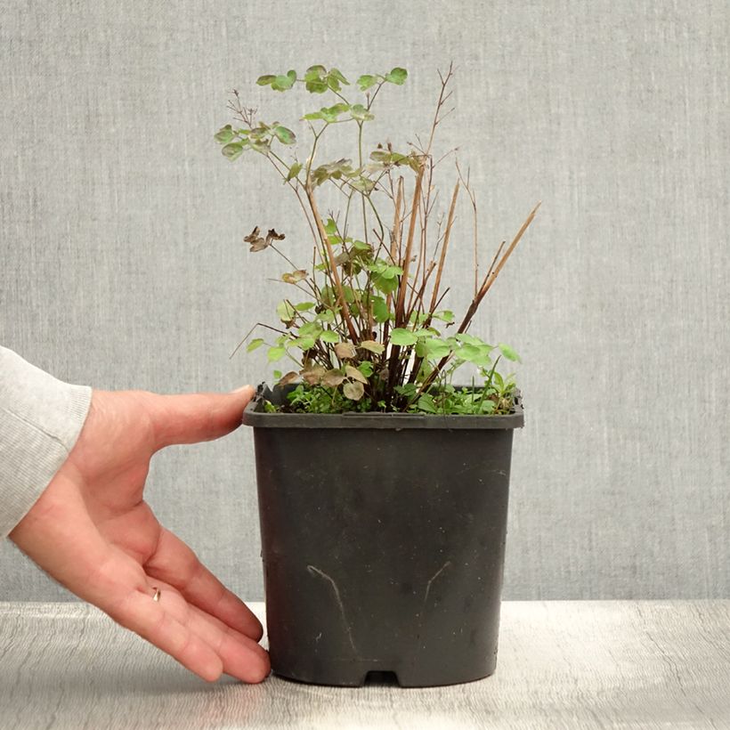 Exemplaar van Thalictrum aquilegifolium Thundercloud - Akeleiruit Pot van 2 l/3 l zoals geleverd in de zomer