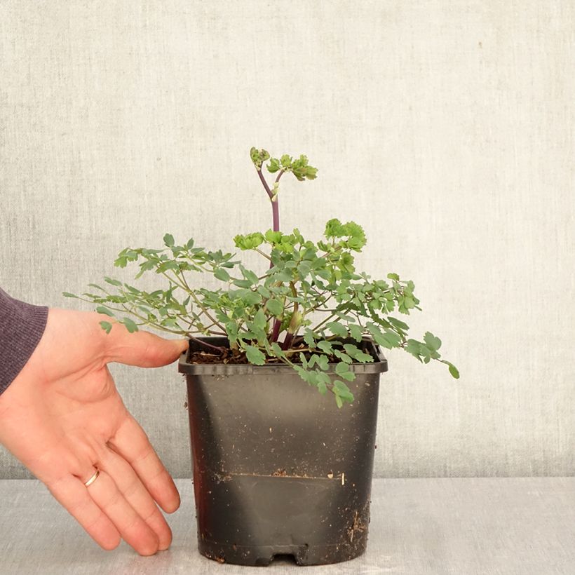 Exemplaar van Thalictrum aquilegifolium Thundercloud - Akeleiruit Pot van 2 l/3 l zoals geleverd in de lente