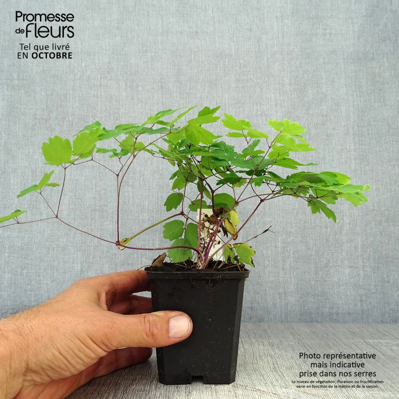Exemplaar van Thalictrum Black Stockings - Ruit Kweekpotje van 8/9 cm zoals geleverd in de herfst