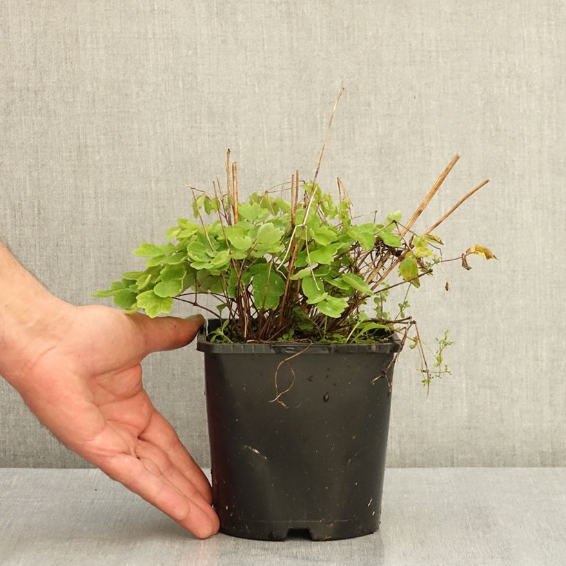 Exemplaar van Thalictrum Black Stockings - Ruit Pot van 2 l/3 l zoals geleverd in de zomer