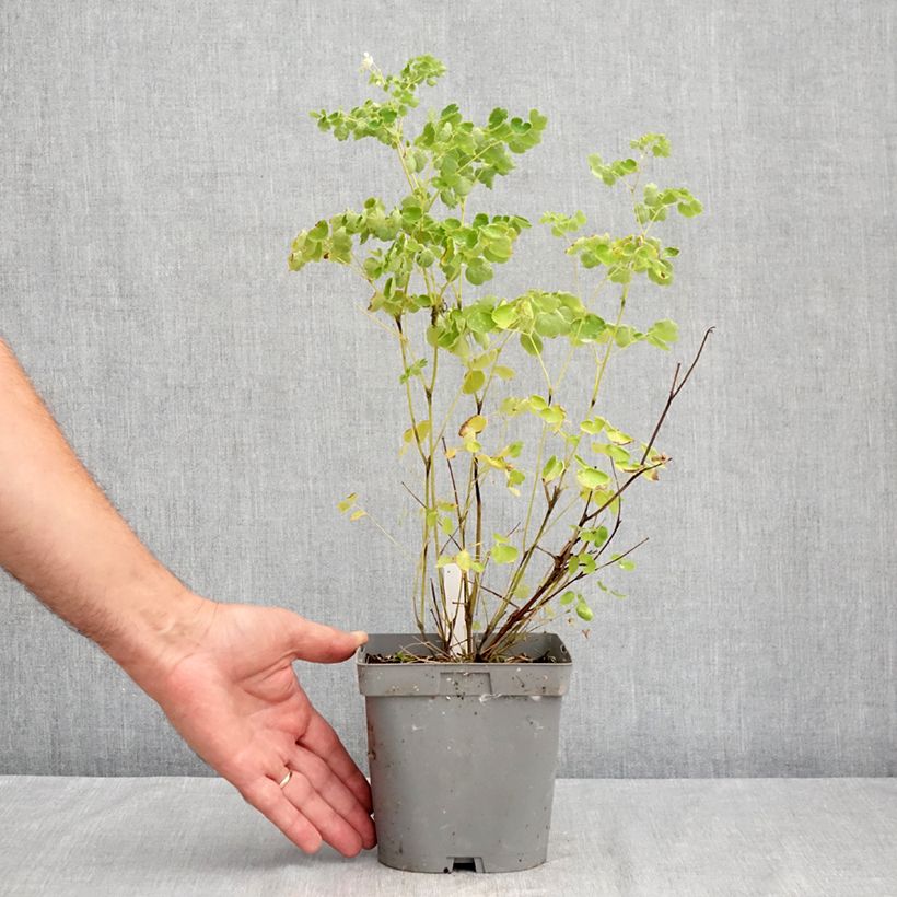 Exemplaar van Thalictrum delavayi Album - Chinese ruit Pot van 2 l/3 l zoals geleverd in de zomer