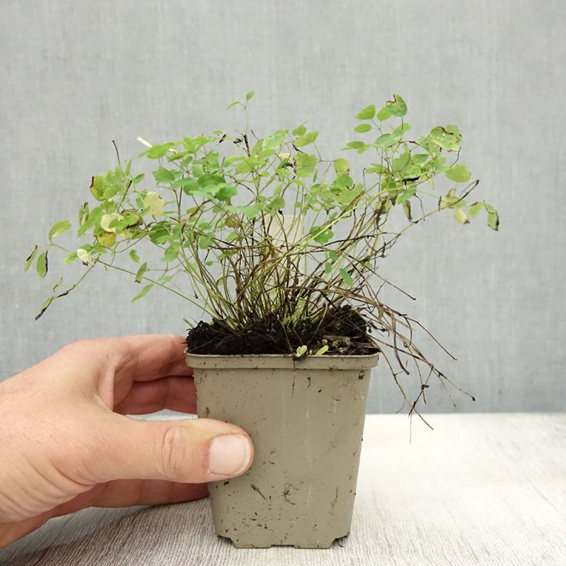 Exemplaar van Thalictrum delavayi Ankum - Pigamon Kweekpotje van 8/9 cm zoals geleverd in de herfst