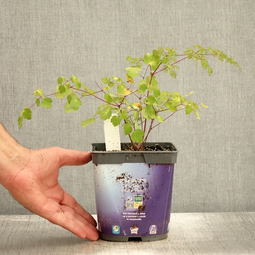 Exemplaar van Thalictrum delavayi - Chinese ruit Pot van 2 l/3 l zoals geleverd in de herfst