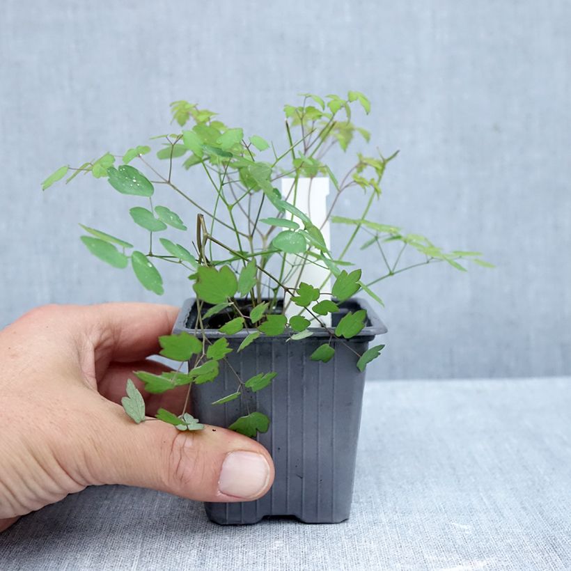 Exemplaar van Thalictrum delavayi Hewitt's Double - Chinese ruit Kweekpotje van 8/9 cm zoals geleverd in de herfst