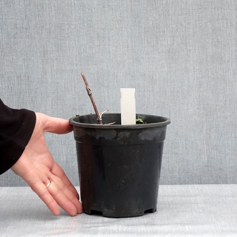 Exemplaar van Thalictrum delavayi Hewitt's Double - Pigamon Pot de 2L/3L zoals geleverd in de winter