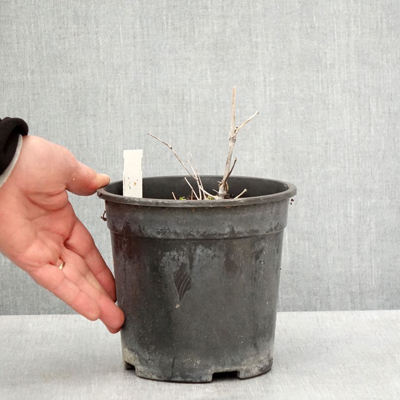 Exemplaar van Thalictrum delavayi Hewitt's Double - Chinese ruit Pot van 2 l/3 l zoals geleverd in de lente