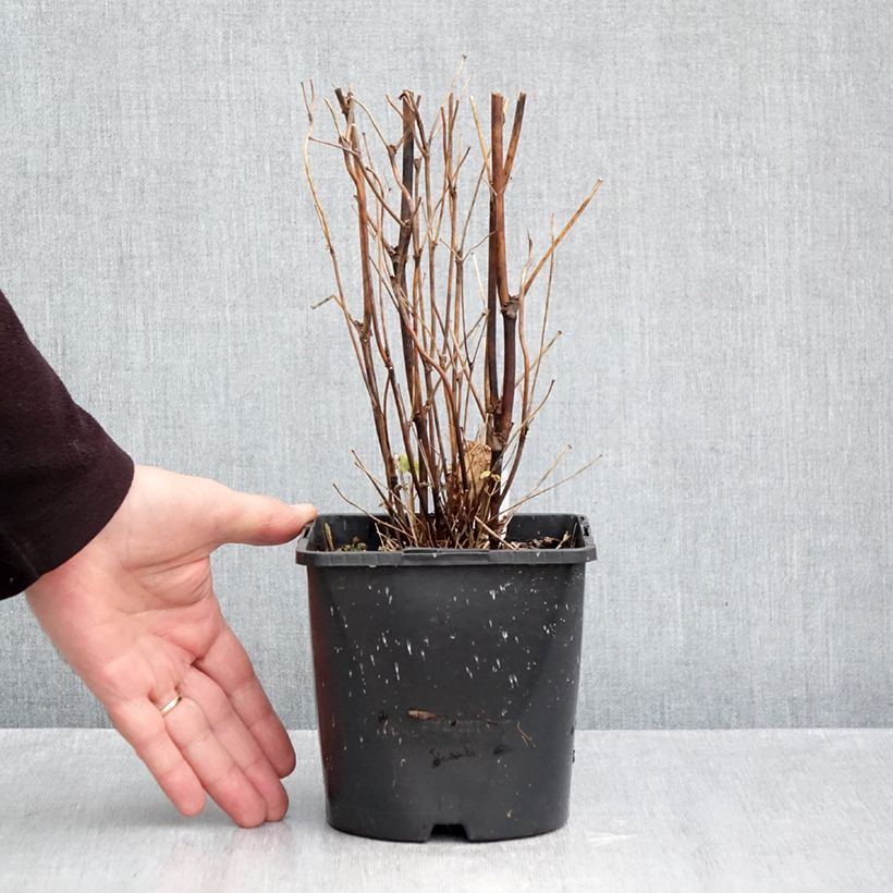 Exemplaar van Thalictrum delavayi Splendide Album - Chinese ruit Pot van 2 l/3 l zoals geleverd in de herfst
