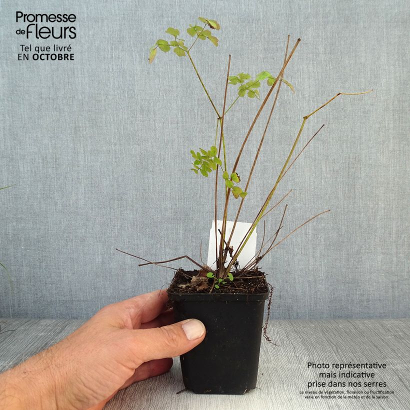 Exemplaar van Thalictrum delavayi Splendide - Chinese ruit Kweekpotje van 8/9 cm zoals geleverd in de herfst
