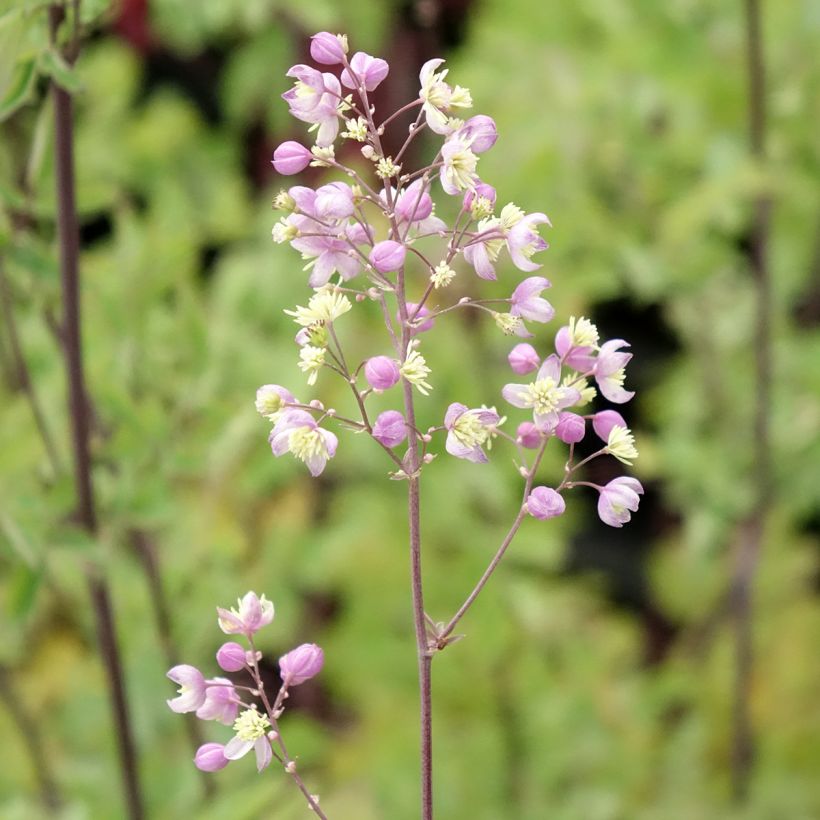 Thalictrum Elin - Ruit (Bloei)