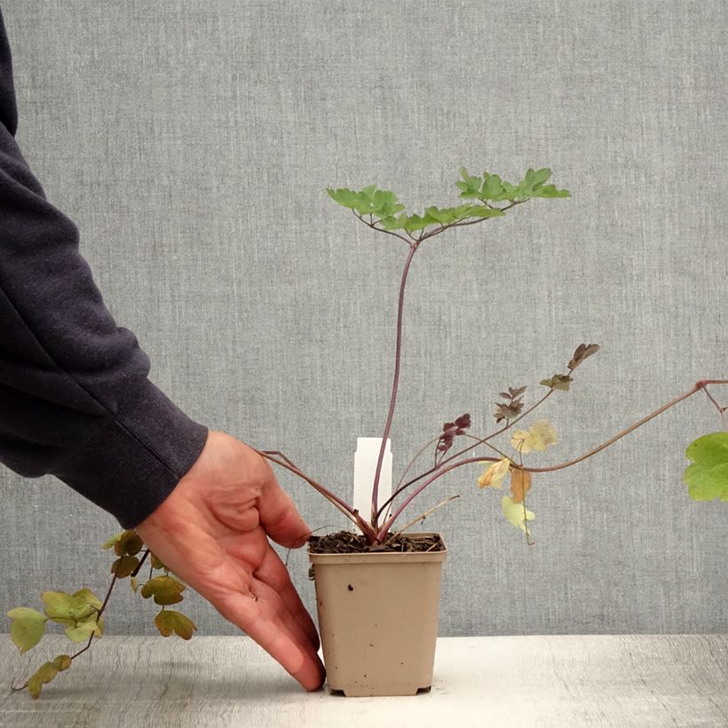 Exemplaar van Thalictrum Elin - Ruit Kweekpotje van 8/9 cm zoals geleverd in de zomer