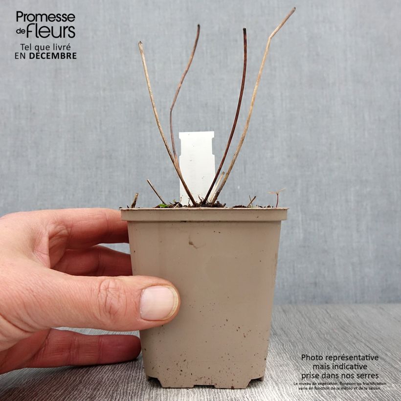 Exemplaar van Thalictrum Elin - Ruit Kweekpotje van 8/9 cm zoals geleverd in de herfst