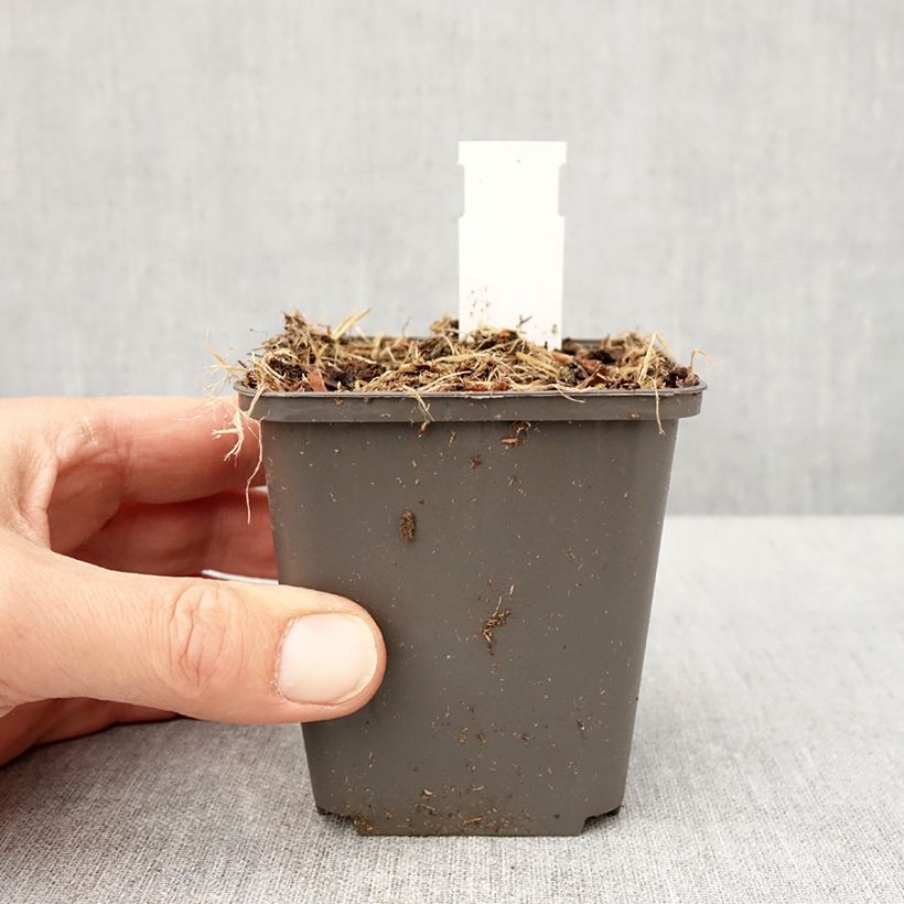 Exemplaar van Thalictrum kiusianum - Dwergruit Kweekpotje van 8/9 cm zoals geleverd in de lente