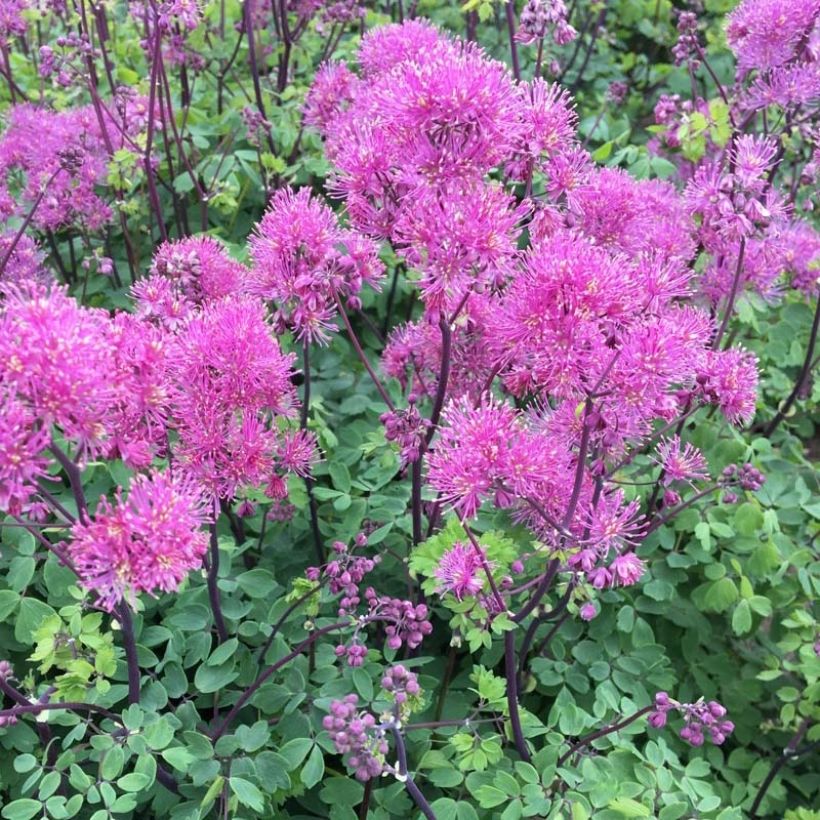 Thalictrum Little Pinkie (Bloei)