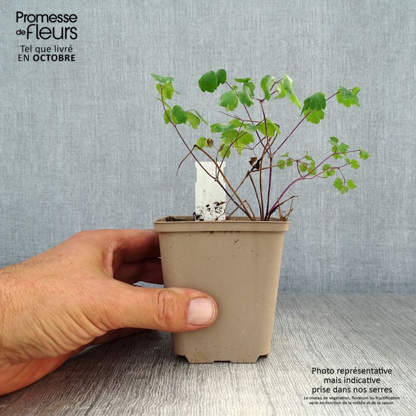 Exemplaar van Thalictrum Little Pinkie Kweekpotje van 8/9 cm zoals geleverd in de herfst
