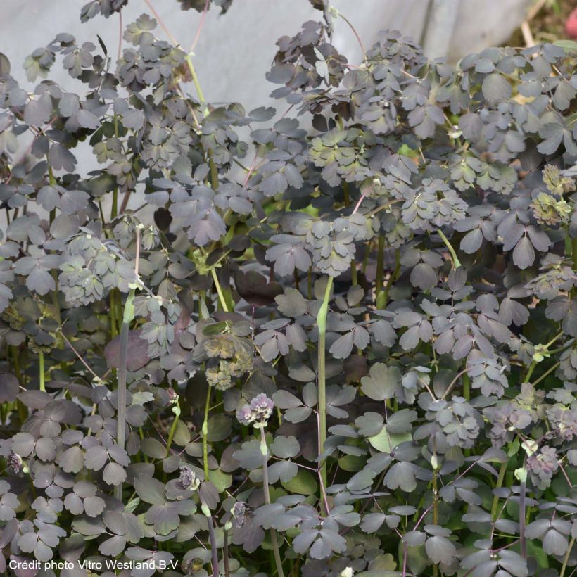 Thalictrum Ghent Ebony - Ruit (Blad)