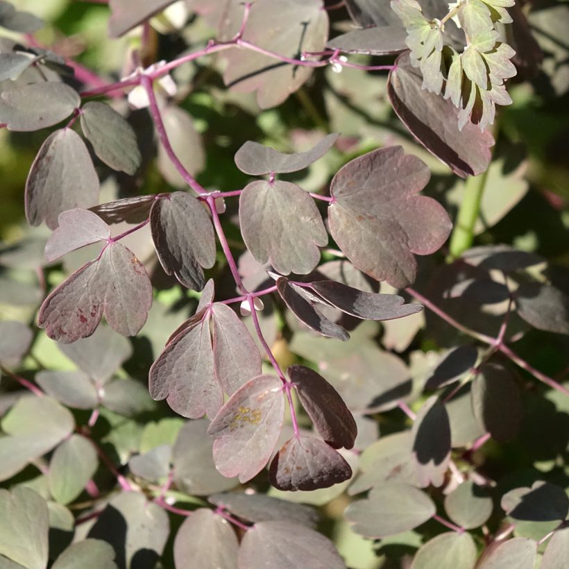 Thalictrum Ghent Ebony - Ruit (Blad)