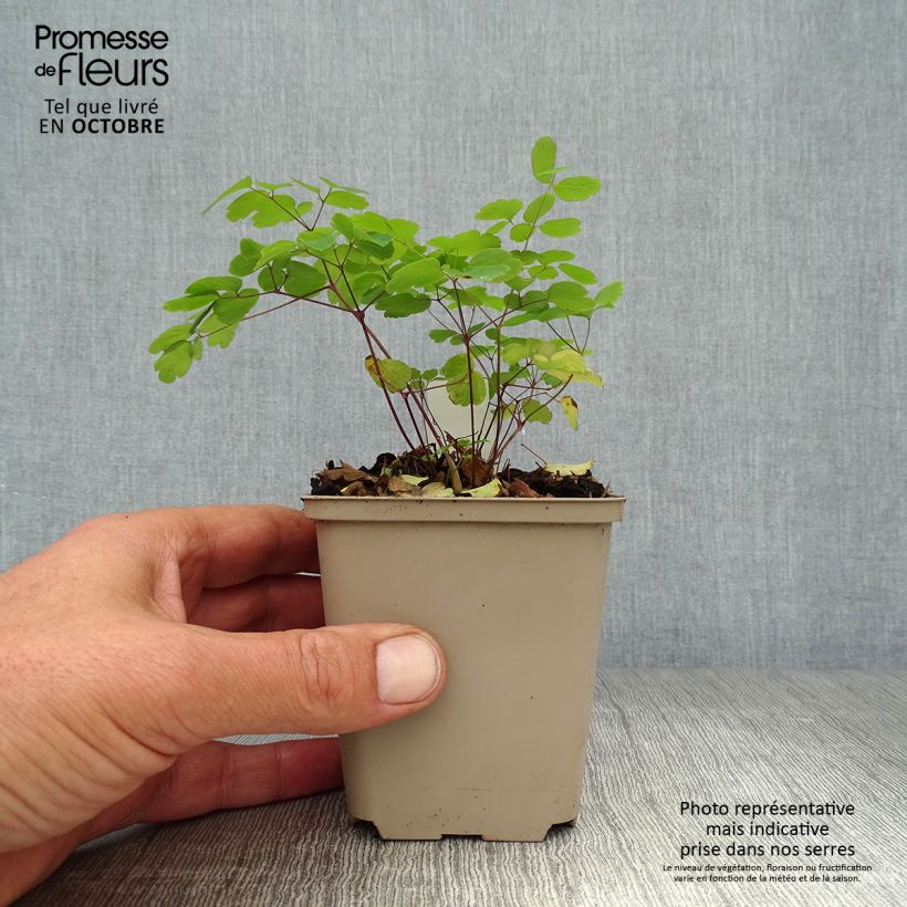Exemplaar van Thalictrum rochebrunianum - Ruit Kweekpotje van 8/9 cm zoals geleverd in de herfst