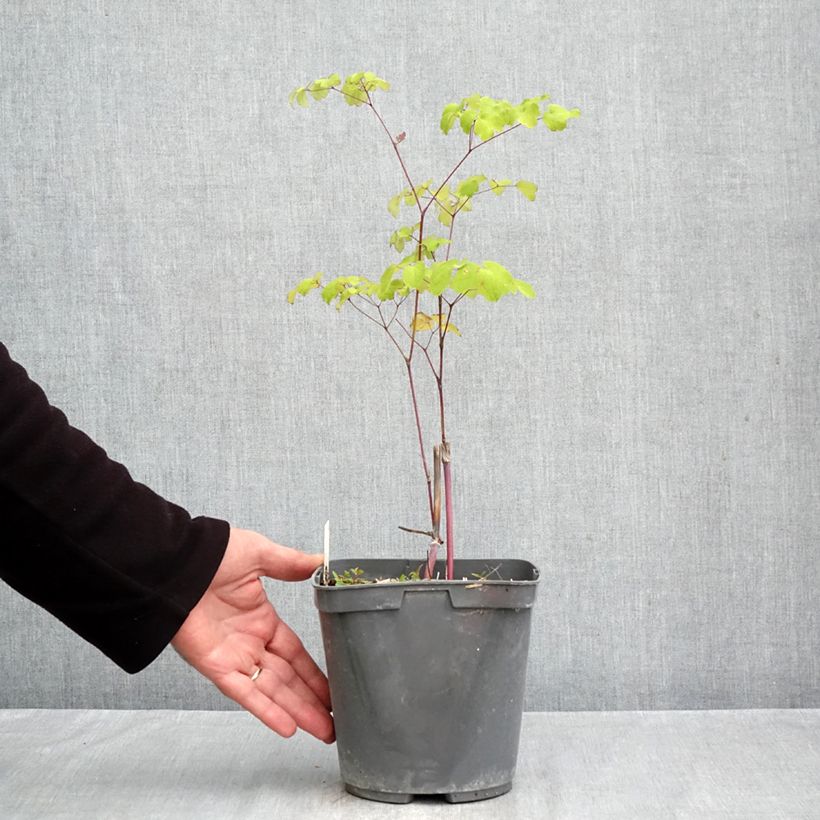 Exemplaar van Thalictrum rochebrunianum - Ruit Pot van 2 l/3 l zoals geleverd in de herfst