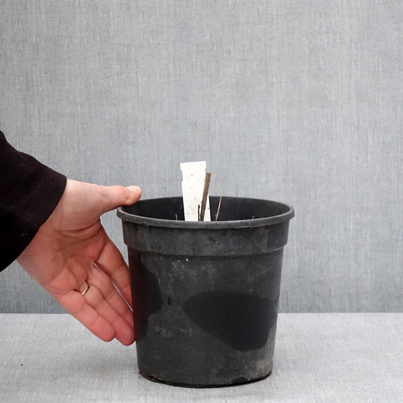 Exemplaar van Thalictrum rochebrunianum - Ruit Pot van 2 l/3 l zoals geleverd in de winter