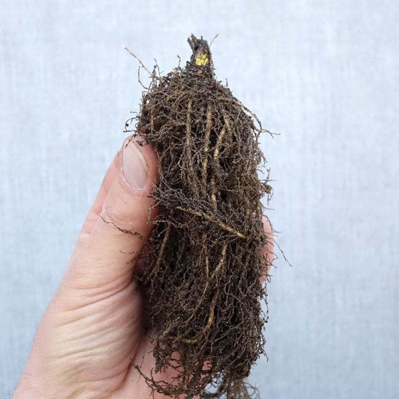 Exemplaar van Thalictrum rochebrunianum - Ruit Naakte wortel zoals geleverd in de winter