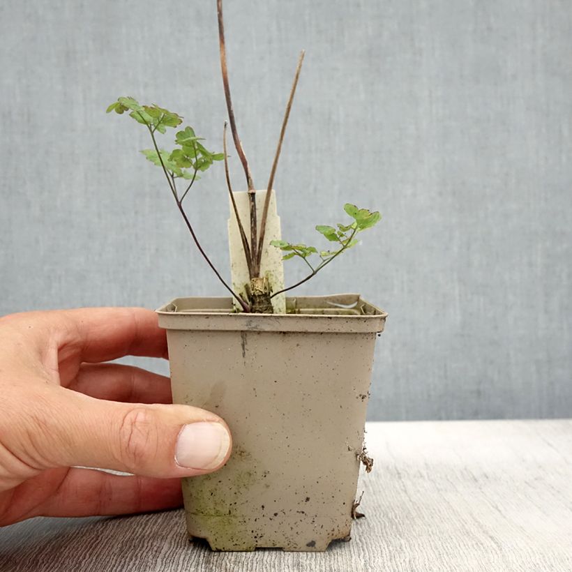 Exemplaar van Thalictrum sphaerostachyum - Poelruit Kweekpotje van 8/9 cm zoals geleverd in de herfst
