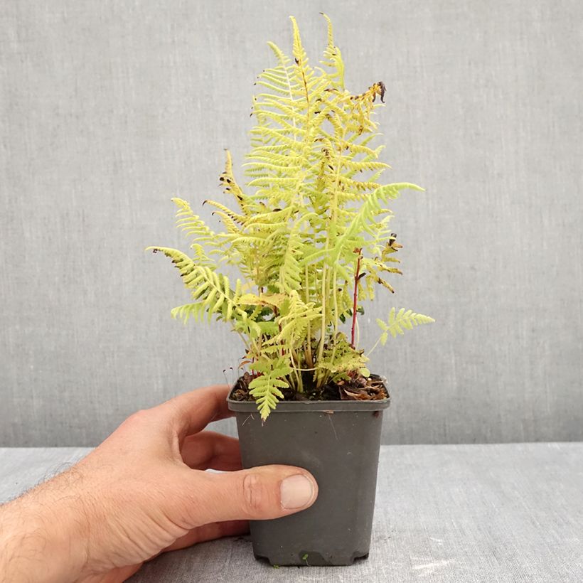 Exemplaar van Thelypteris kunthii - Amerikaanse moerasvaren Kweekpotje van 8/9 cm zoals geleverd in de herfst