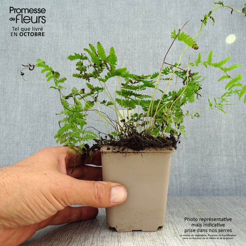 Exemplaar van Thelypteris palustris - Moerasvaren Kweekpotje van 8/9 cm zoals geleverd in de herfst