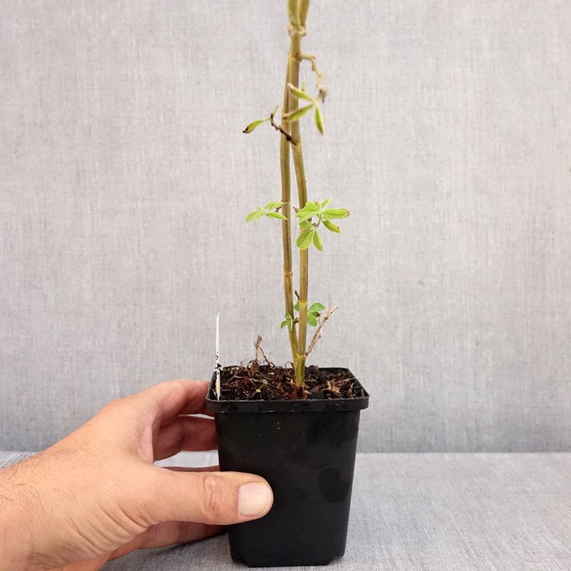 Exemplaar van Thermopsis chinensis - Chinese boserwt Kweekpotje van 8/9 cm zoals geleverd in de herfst