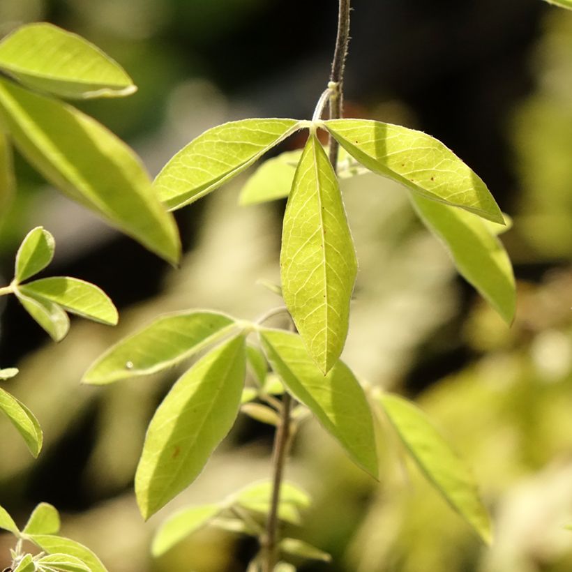 Thermopsis chinensis - Chinese boserwt (Blad)