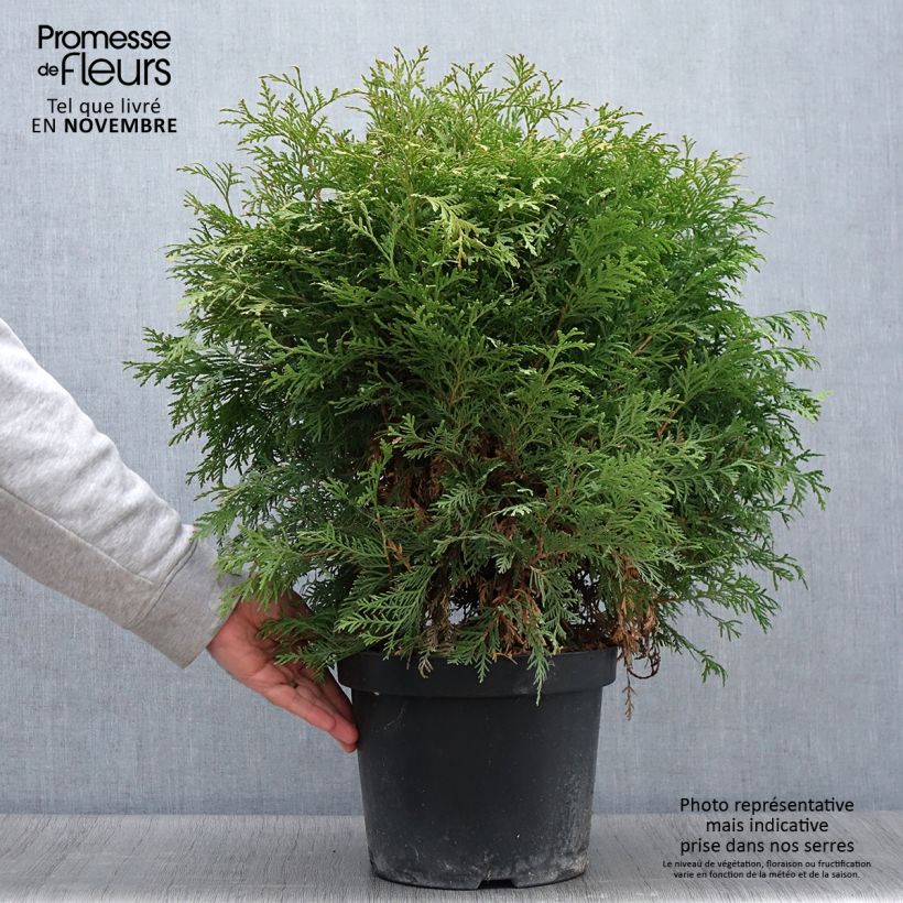 Exemplaar van Thuja occidentalis Danica Aurea - Westerse levensboom Pot van 7,5 l/10 l zoals geleverd in de herfst