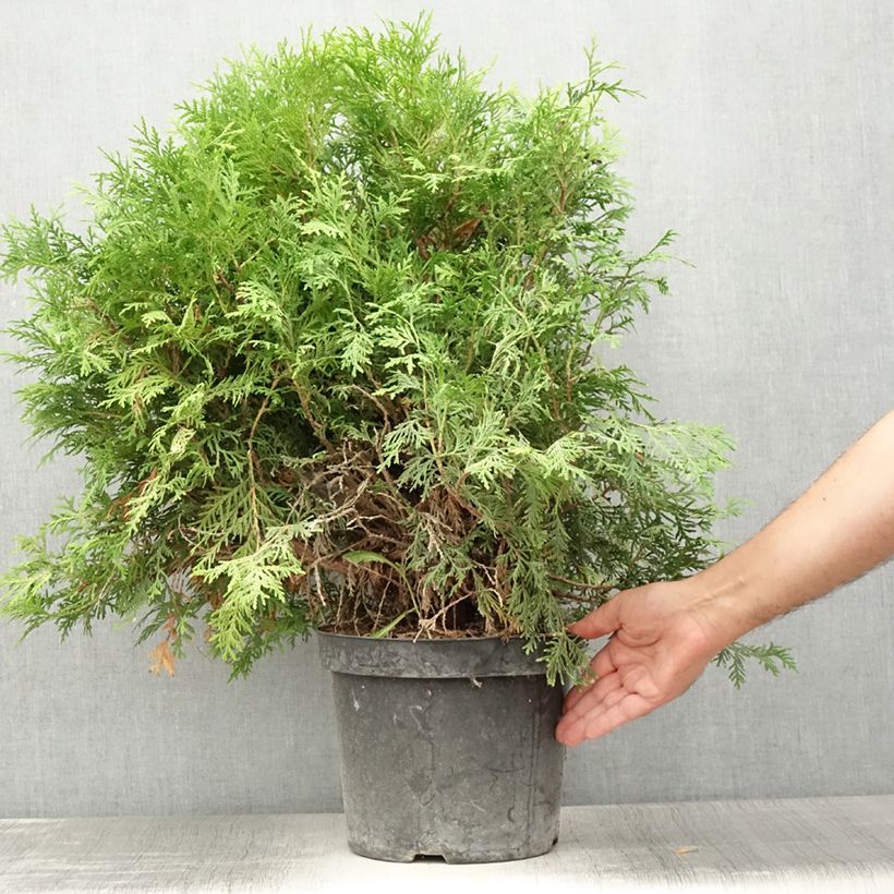 Exemplaar van Thuja occidentalis Danica Aurea - Westerse levensboom Pot van 7,5 l/10 l zoals geleverd in de zomer