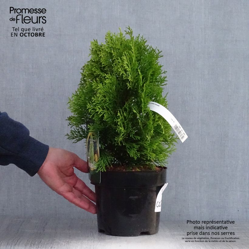 Exemplaar van Thuja occidentalis Golden Smaragd - Westerse levensboom Pot van 2 l/3 l zoals geleverd in de herfst