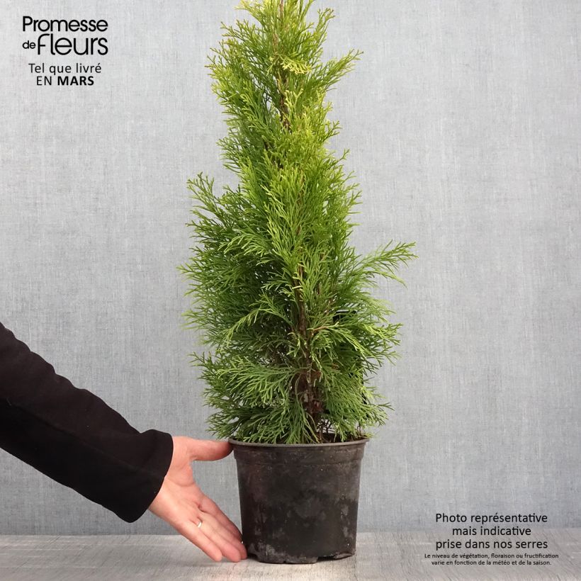 Exemplaar van Thuja occidentalis Golden Smaragd - Westerse levensboom Pot van 2 l/3 l zoals geleverd in de lente