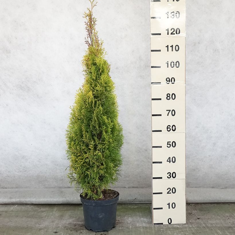Exemplaar van Thuja occidentalis Golden Smaragd - Westerse levensboom Pot van 7,5 l/10 l zoals geleverd in de zomer