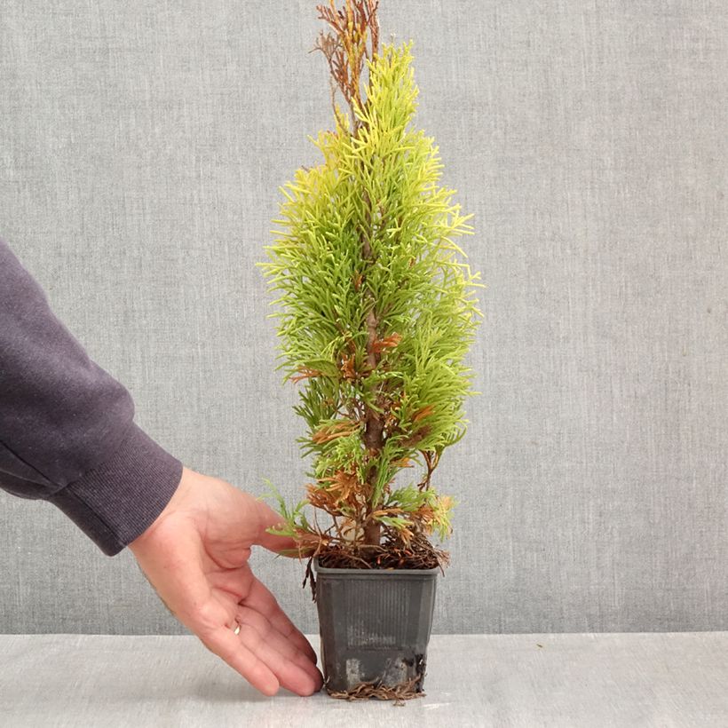 Exemplaar van Thuja occidentalis Golden Smaragd - Westerse levensboom Kweekpotje van 8/9 cm zoals geleverd in de herfst