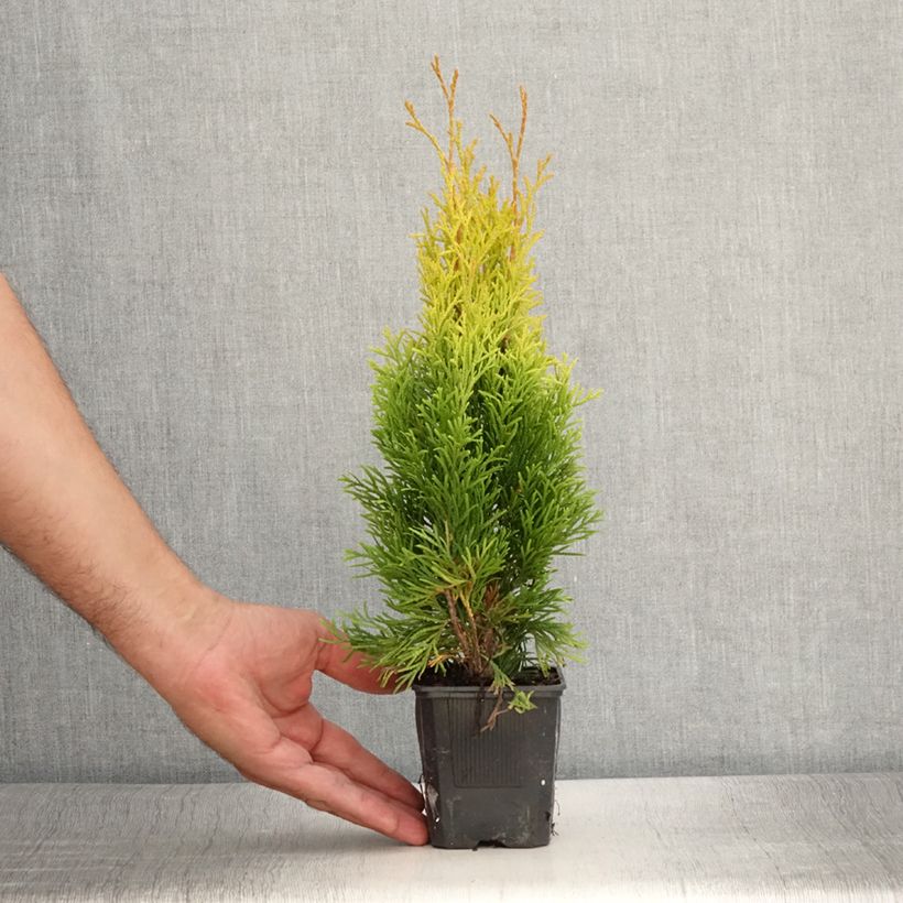 Exemplaar van Thuja occidentalis Golden Smaragd - Westerse levensboom Kweekpotje van 8/9 cm zoals geleverd in de zomer