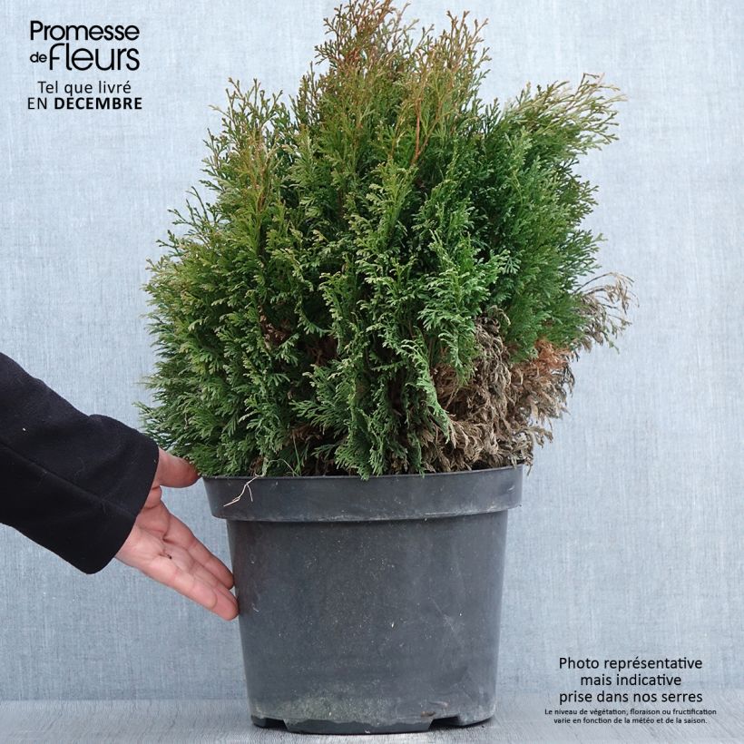 Exemplaar van Thuja occidentalis Miky - Westerse levensboom Pot van 7,5 l/10 l zoals geleverd in de herfst