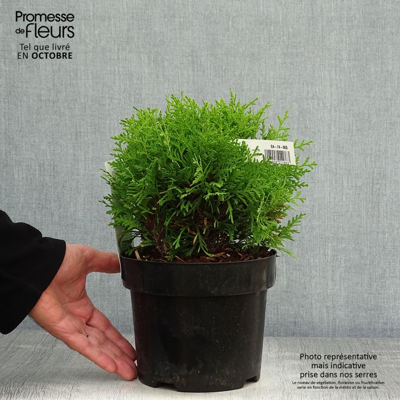 Exemplaar van Thuja occidentalis Mirjam - Westerse levensboom Pot van 2 l/3 l zoals geleverd in de herfst