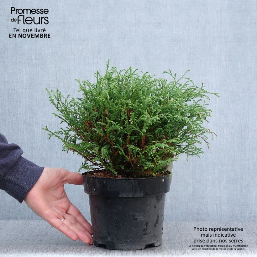 Exemplaar van Thuja occidentalis Mr Bowling Ball - Westerse levensboom Pot van 2 l/3 l zoals geleverd in de herfst