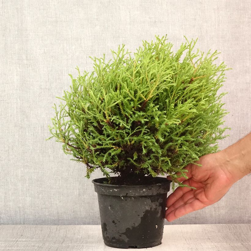 Exemplaar van Thuja occidentalis Mr Bowling Ball - Westerse levensboom Pot van 2 l/3 l zoals geleverd in de zomer