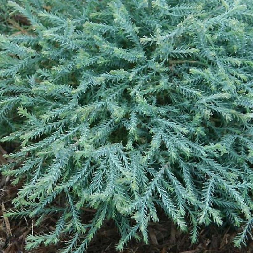 Thuja occidentalis Pancake Concesarini - Westerse levensboom (Blad)