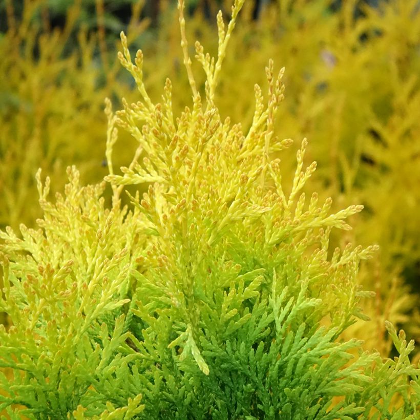 Thuja occidentalis Sunny Smaragd - Westerse levensboom (Blad)