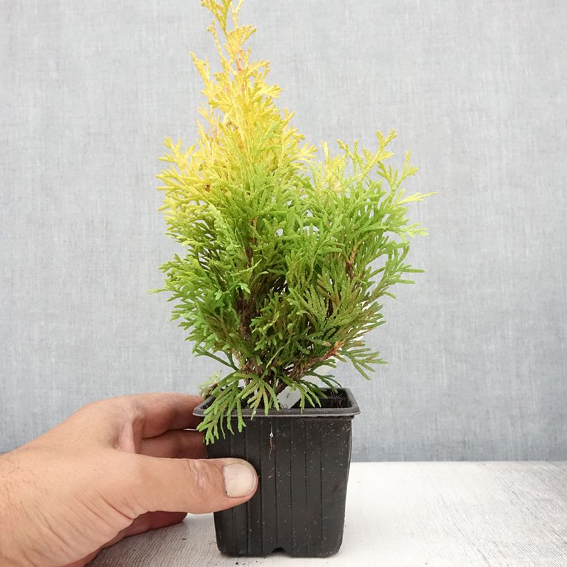 Exemplaar van Thuja occidentalis Sunny Smaragd - Westerse levensboom Kweekpotje van 8/9 cm zoals geleverd in de zomer