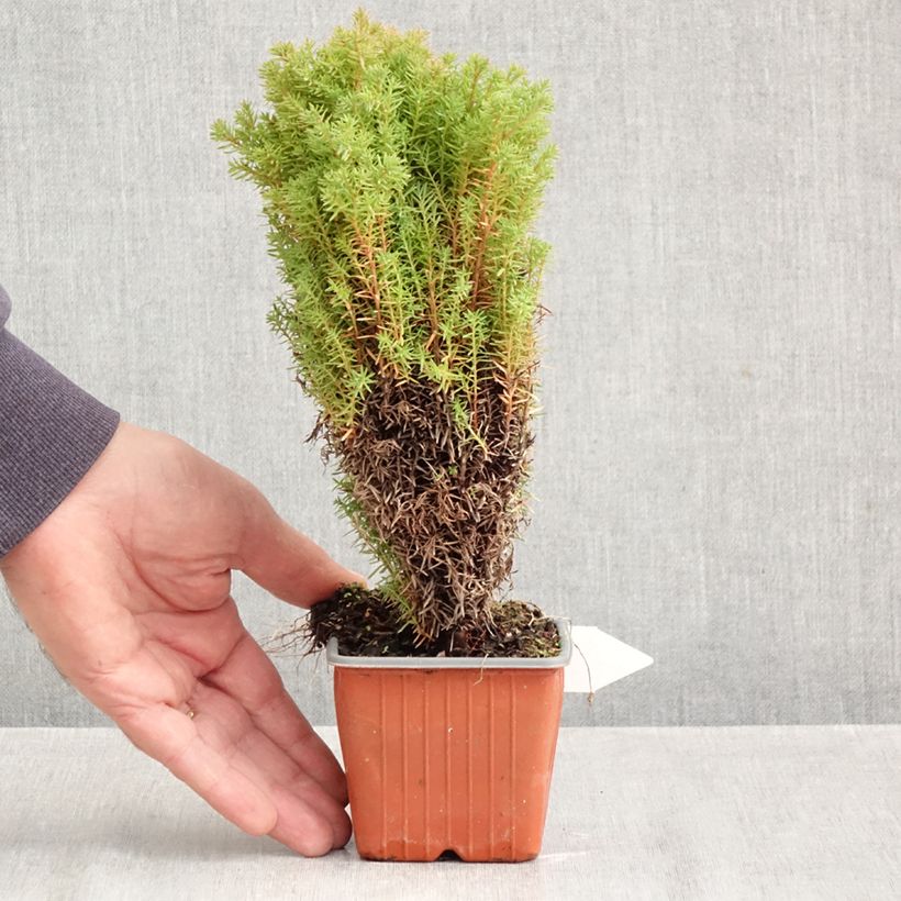 Exemplaar van Thuja occidentalis Teddy - Westerse levensboom Kweekpotje van 8/9 cm zoals geleverd in de herfst