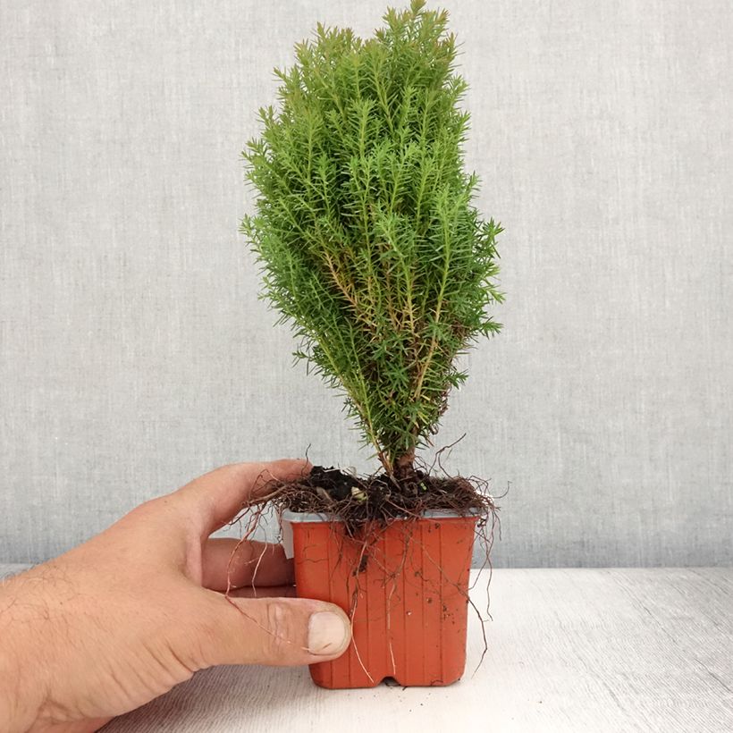 Exemplaar van Thuja occidentalis Teddy - Westerse levensboom Kweekpotje van 8/9 cm zoals geleverd in de zomer